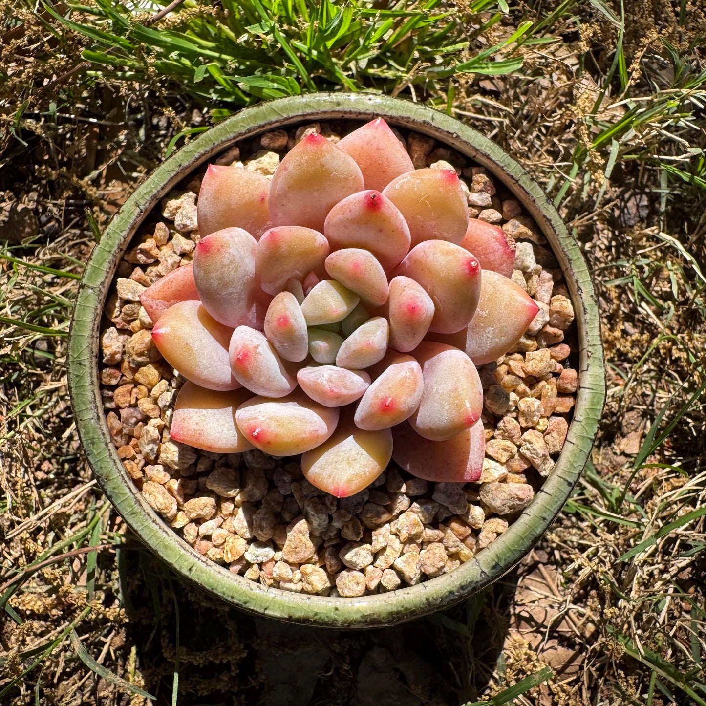 Rare succulents , Echeveria 'beauty summer' ,  2.1inches