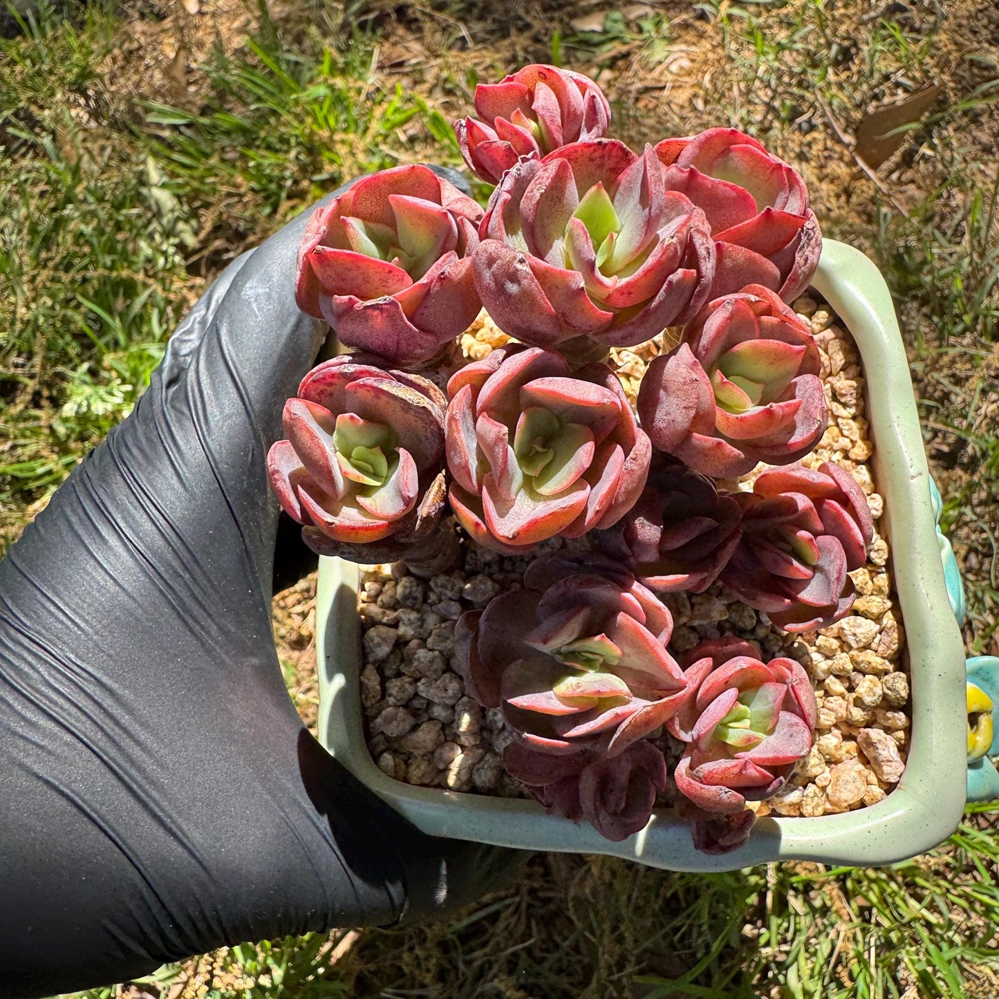 New succulents, Echeveria  'Suyon' cluster, 2.9inches