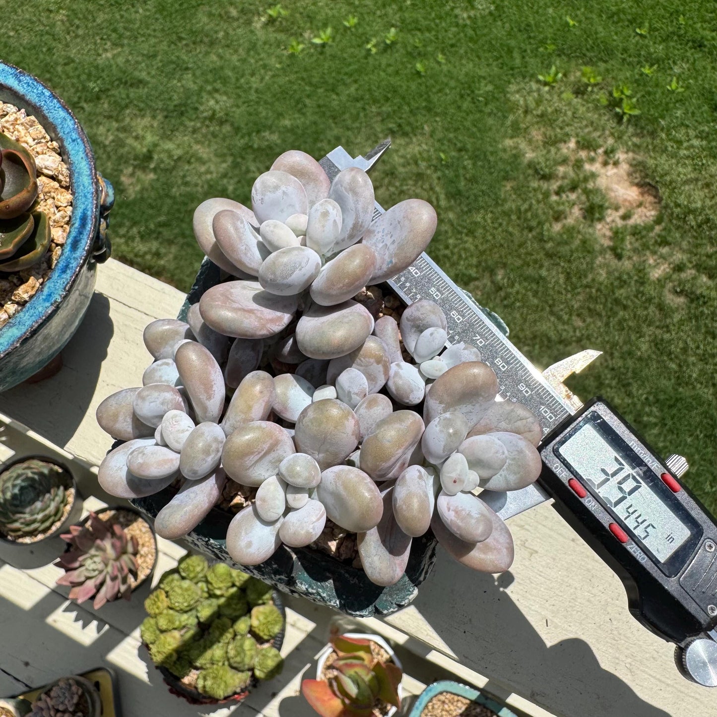 New succulents, Pachyphytum 'oviferum ' cluster, 3.9inches