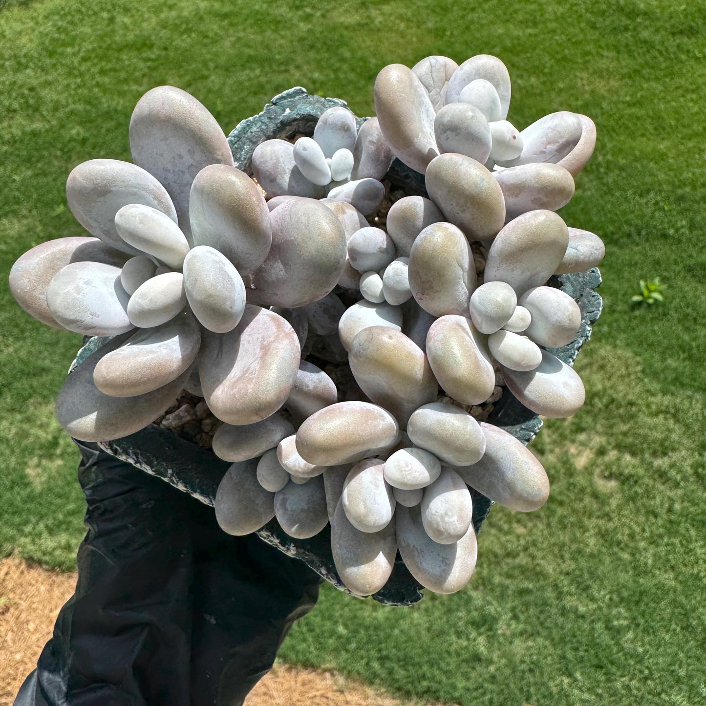 New succulents, Pachyphytum 'oviferum ' cluster, 3.9inches