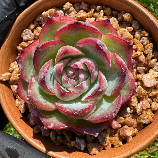 New succulents, Echeveria 'France Rose ', 2.1inches