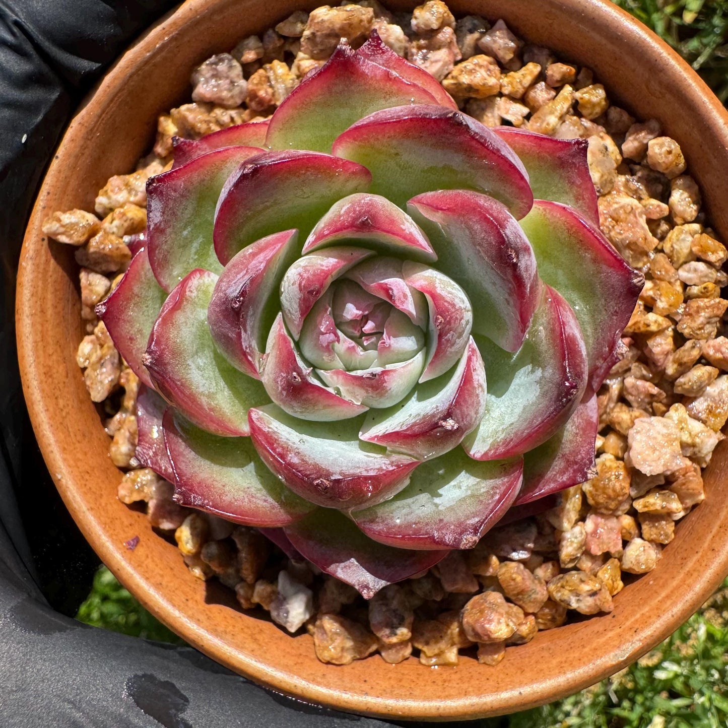 New succulents, Echeveria 'France Rose ', 2.1inches