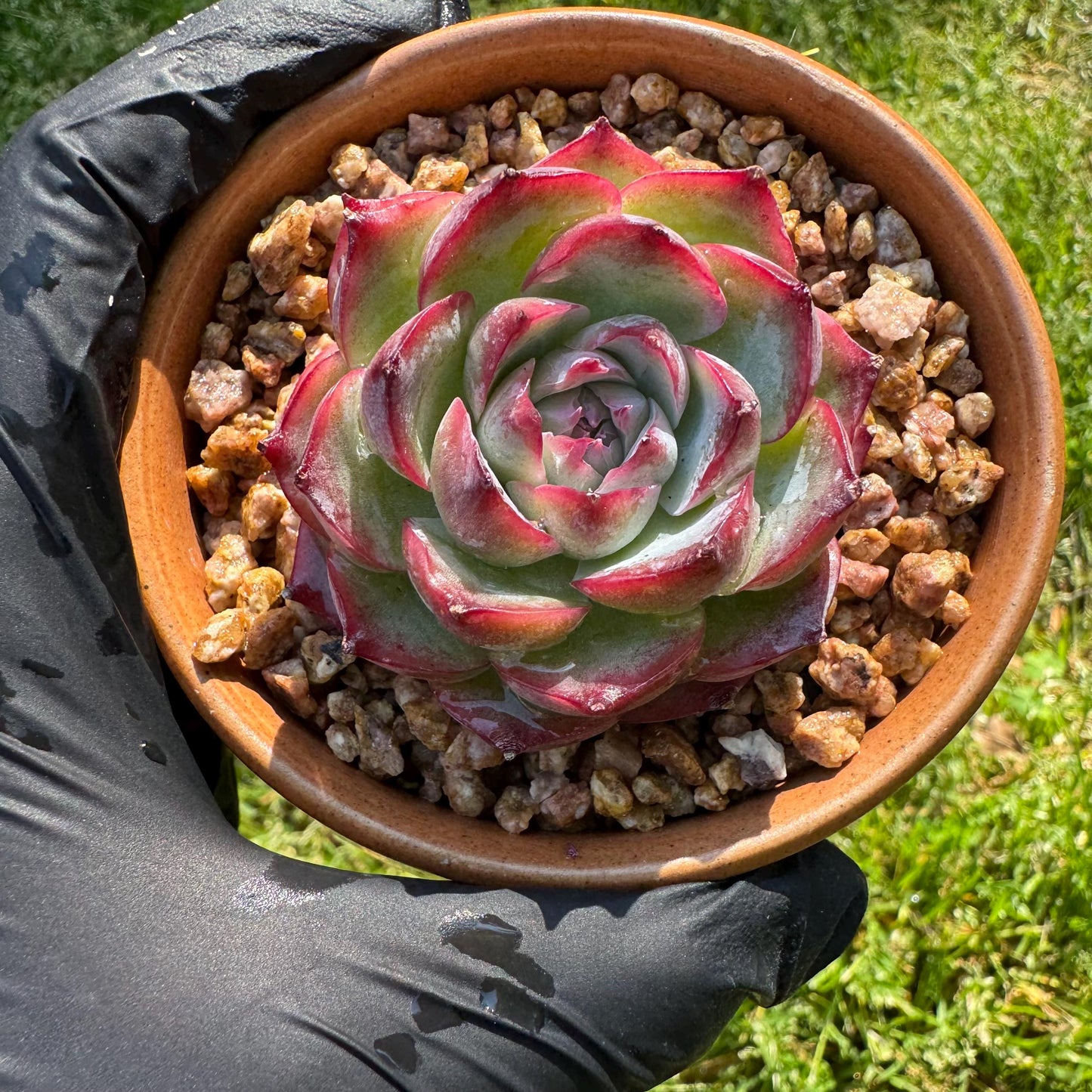 New succulents, Echeveria 'France Rose ', 2.1inches
