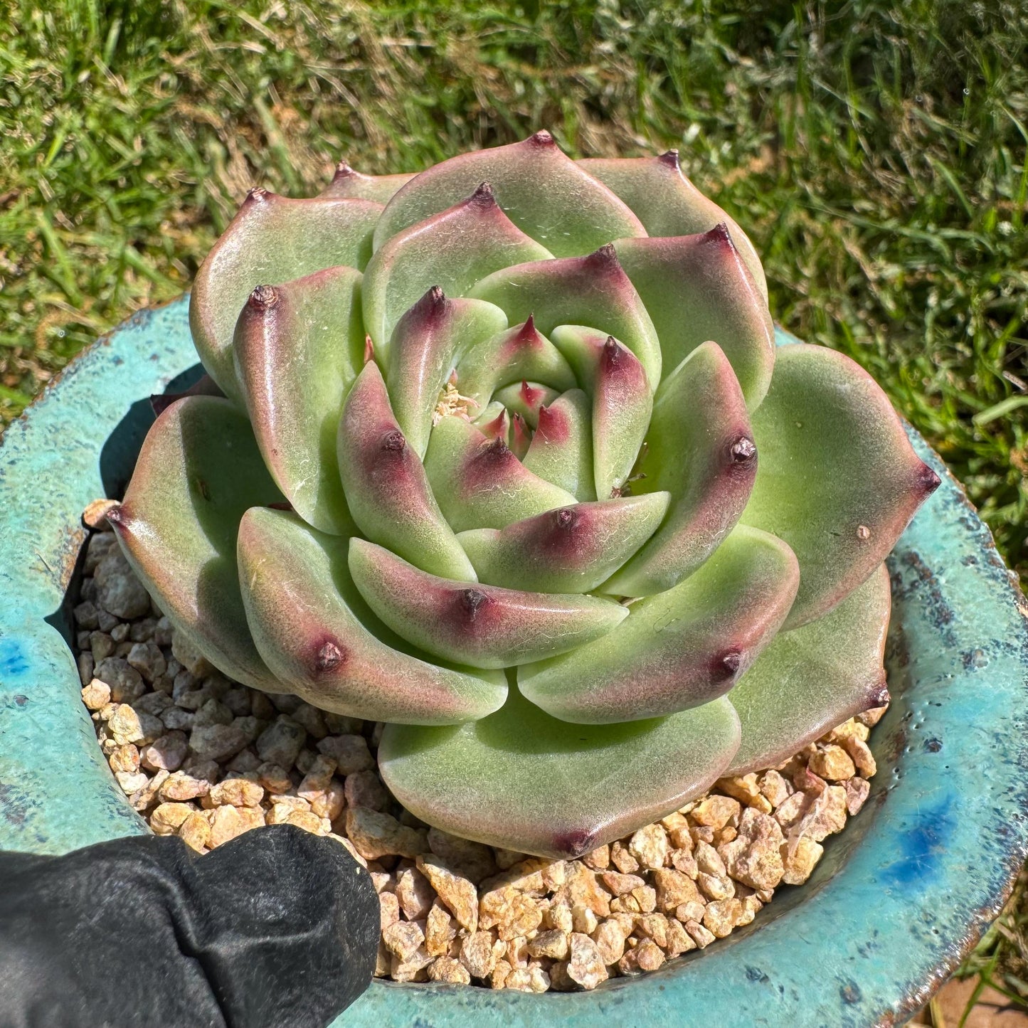 New succulents plants, Echeveria 'Blue Dragon hybrid ' , 1head with a baby, 2.7inches