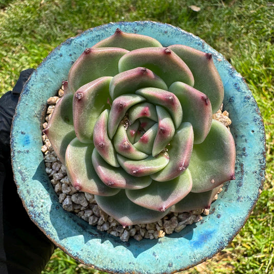 New succulents plants, Echeveria 'Blue Dragon hybrid ' , 1head with a baby, 2.7inches
