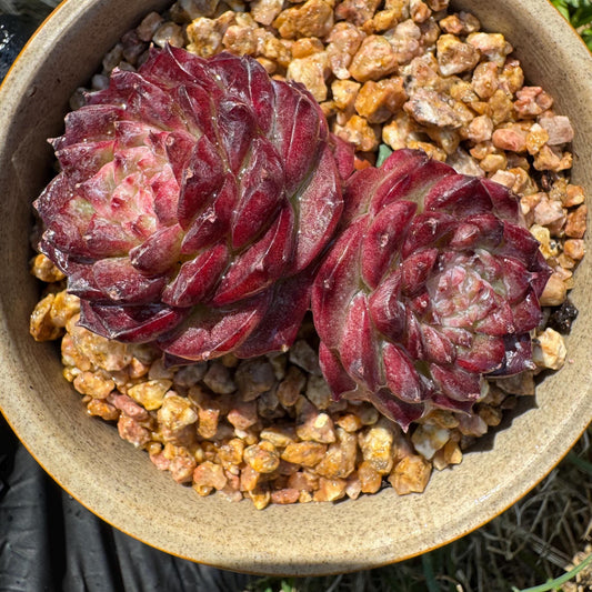 New  succulents, Echeveria  'Red Velvet', 2.3inches