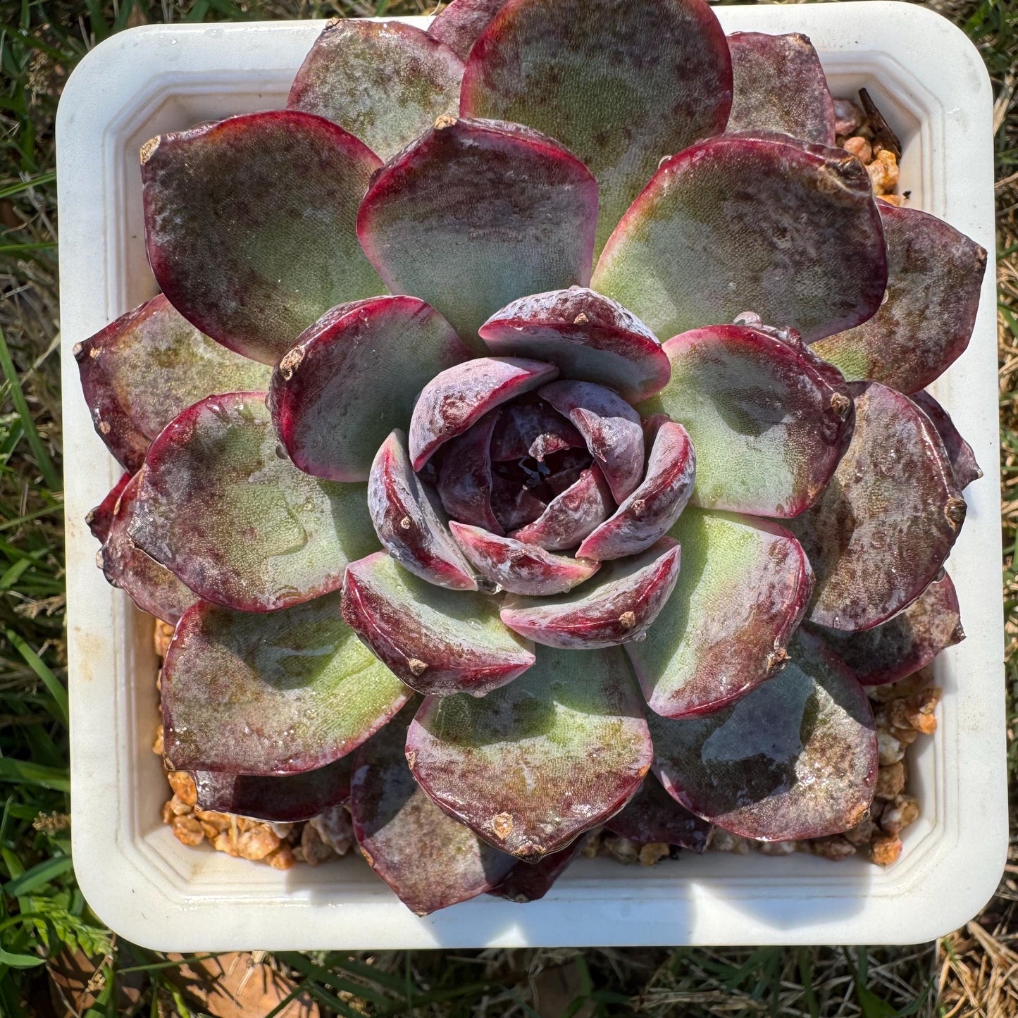 New rare succulents , Echeveri 'blueberry’ , 3.5inches