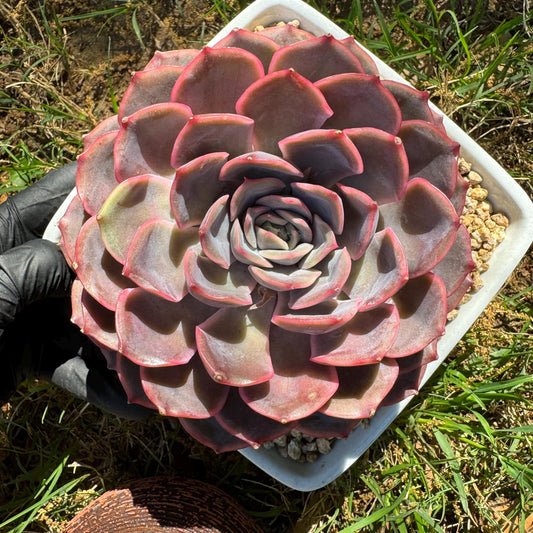 Succulents plants, Echeveria 'Dark ice ', 4.7inches