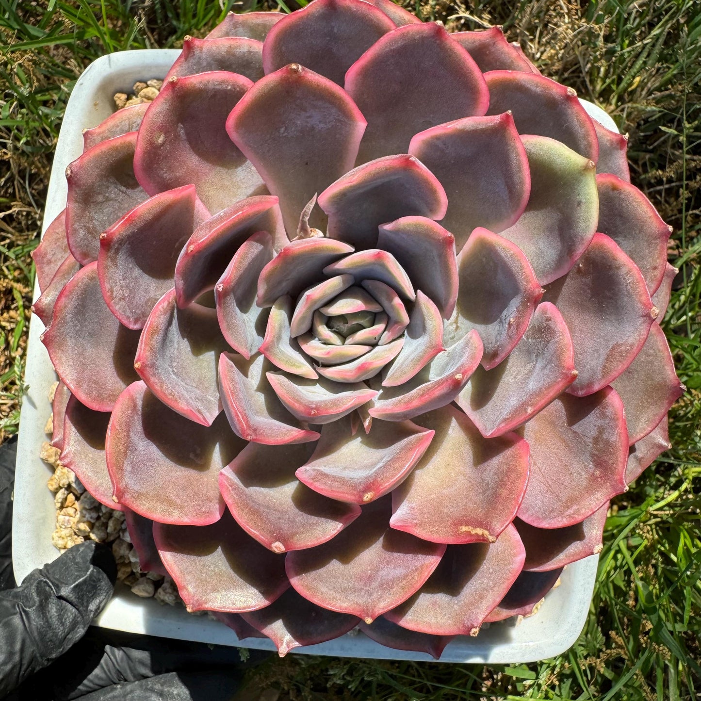 Succulents plants, Echeveria 'Dark ice ', 4.7inches