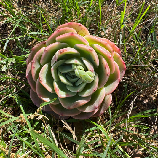Rare succulents, Echeveria 'Peach Pride fairy' ,3.2inches