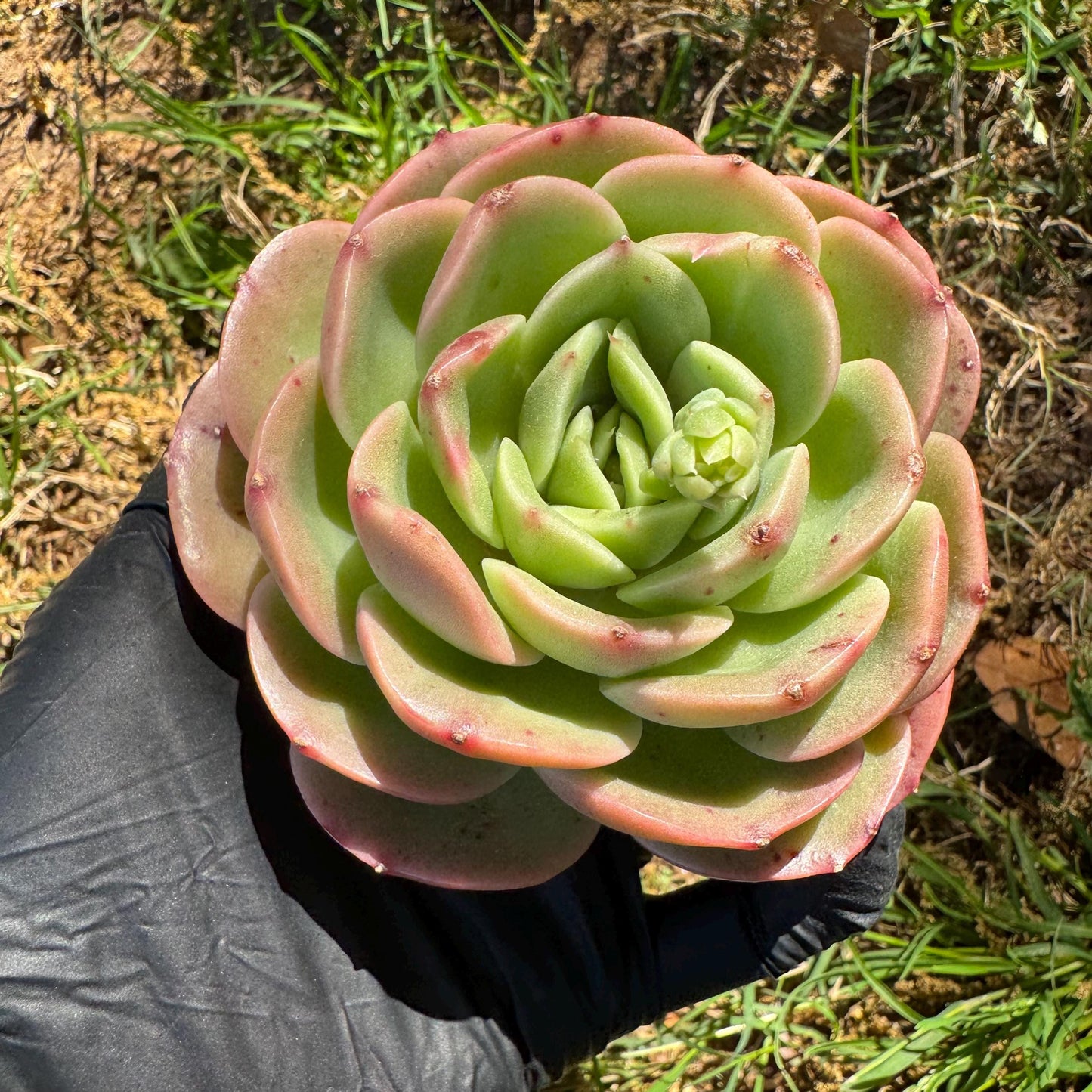 Rare succulents, Echeveria 'Peach Pride fairy' ,3.2inches