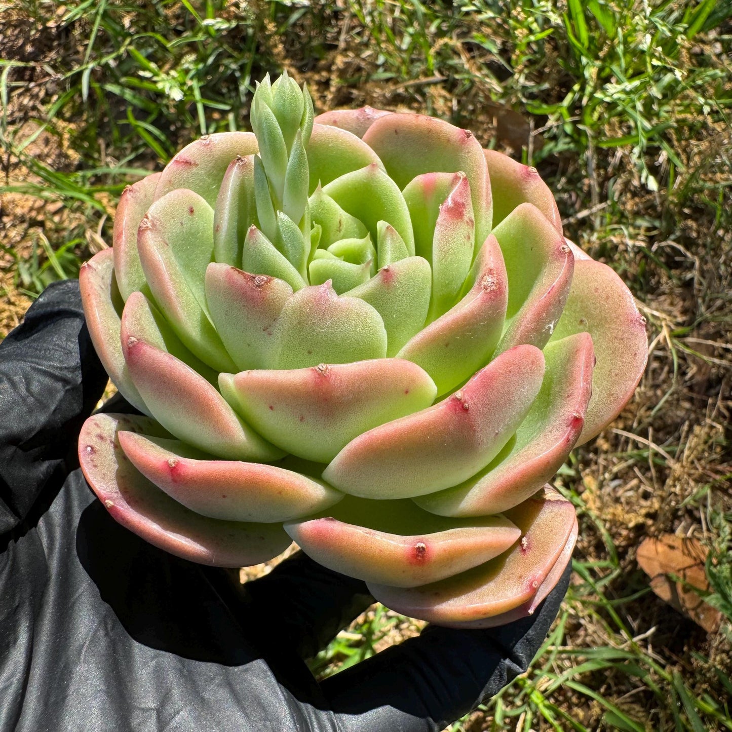 Rare succulents, Echeveria 'Peach Pride fairy' ,3.2inches