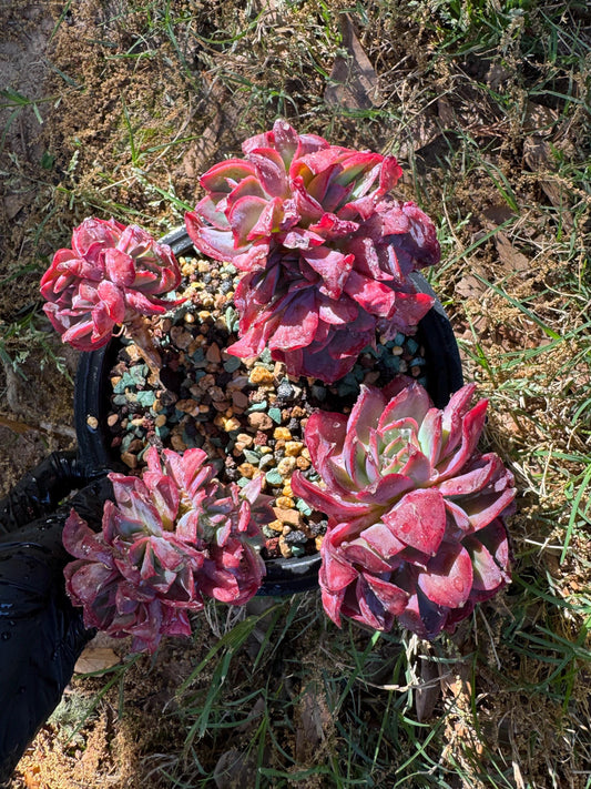 succulents plants, Echeveria 'Luella' cluster, 5inches