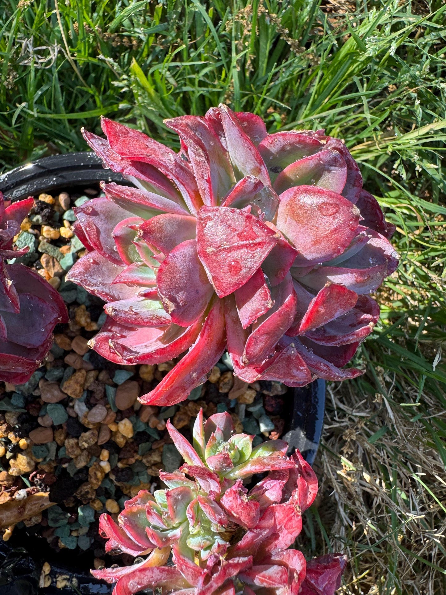 succulents plants, Echeveria 'Luella' cluster, 5inches