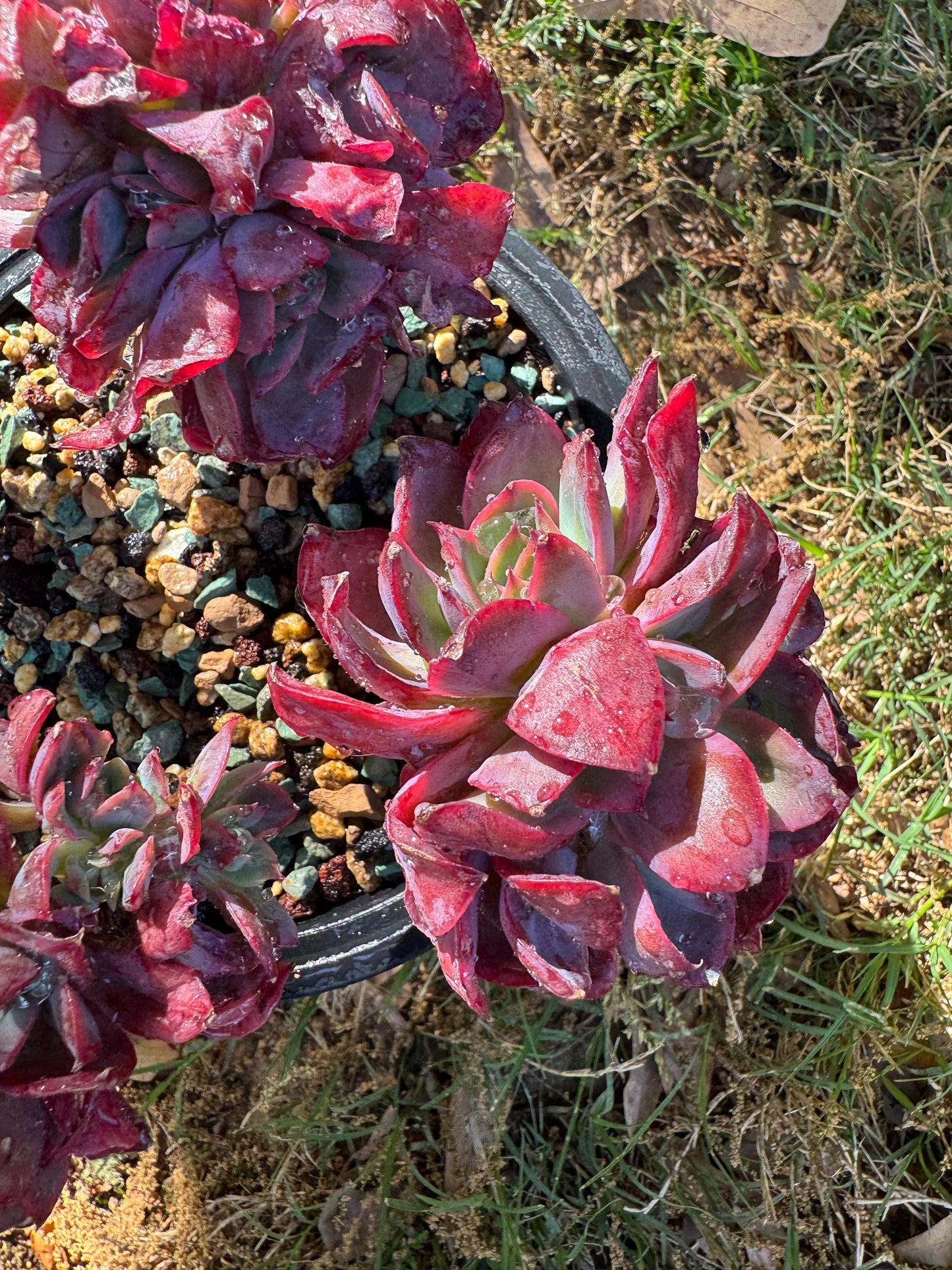 succulents plants, Echeveria 'Luella' cluster, 5inches