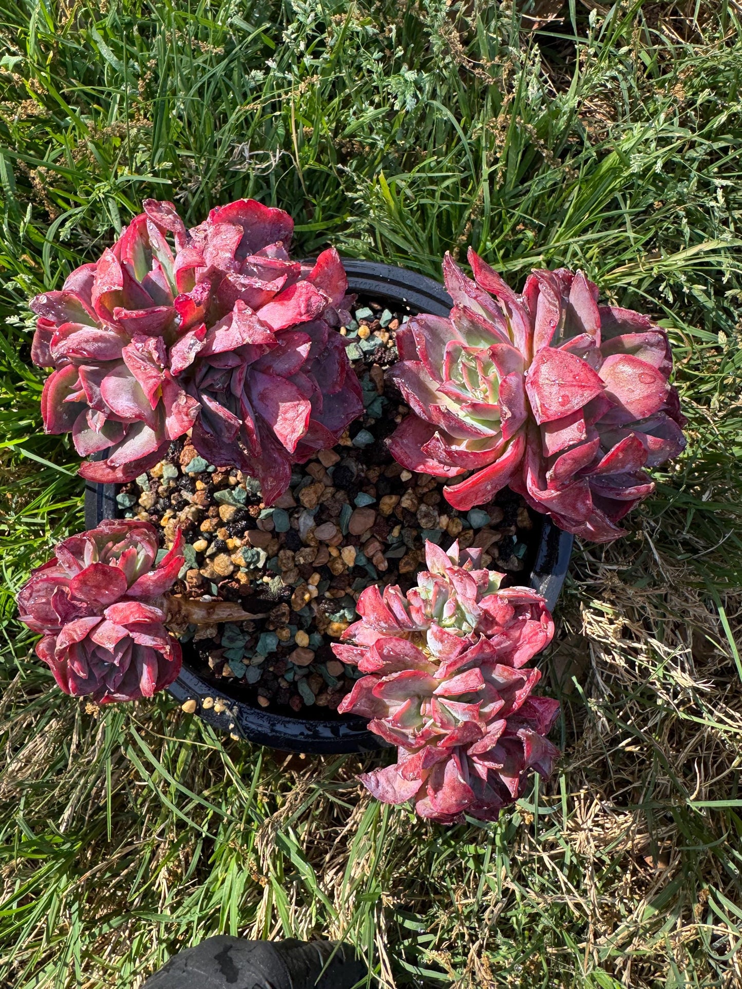 succulents plants, Echeveria 'Luella' cluster, 5inches