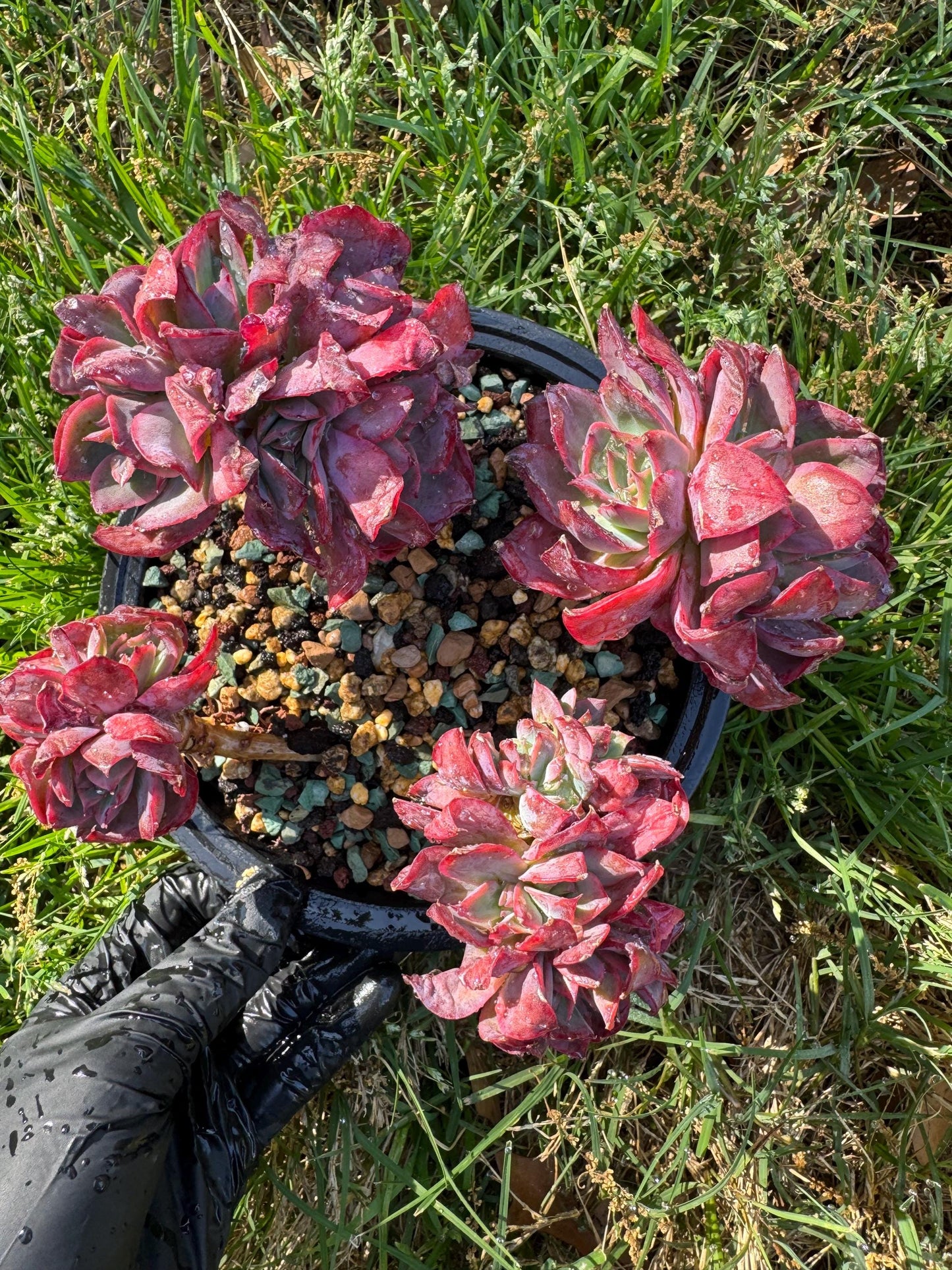 succulents plants, Echeveria 'Luella' cluster, 5inches