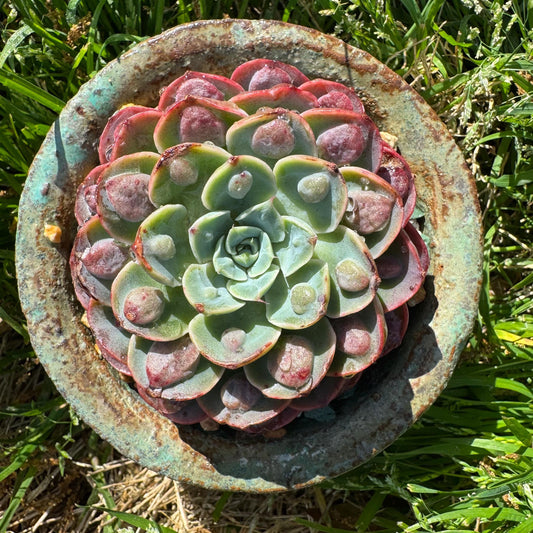 Rare succulents plants, Echeveria'Rainbow drops ’ , 2.8inches,  small single head