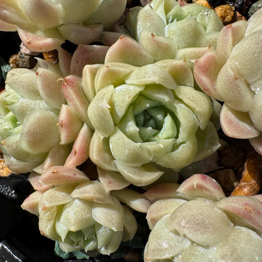 Rare succulents, Echeveria 'Rose Moon', 3.1 inches