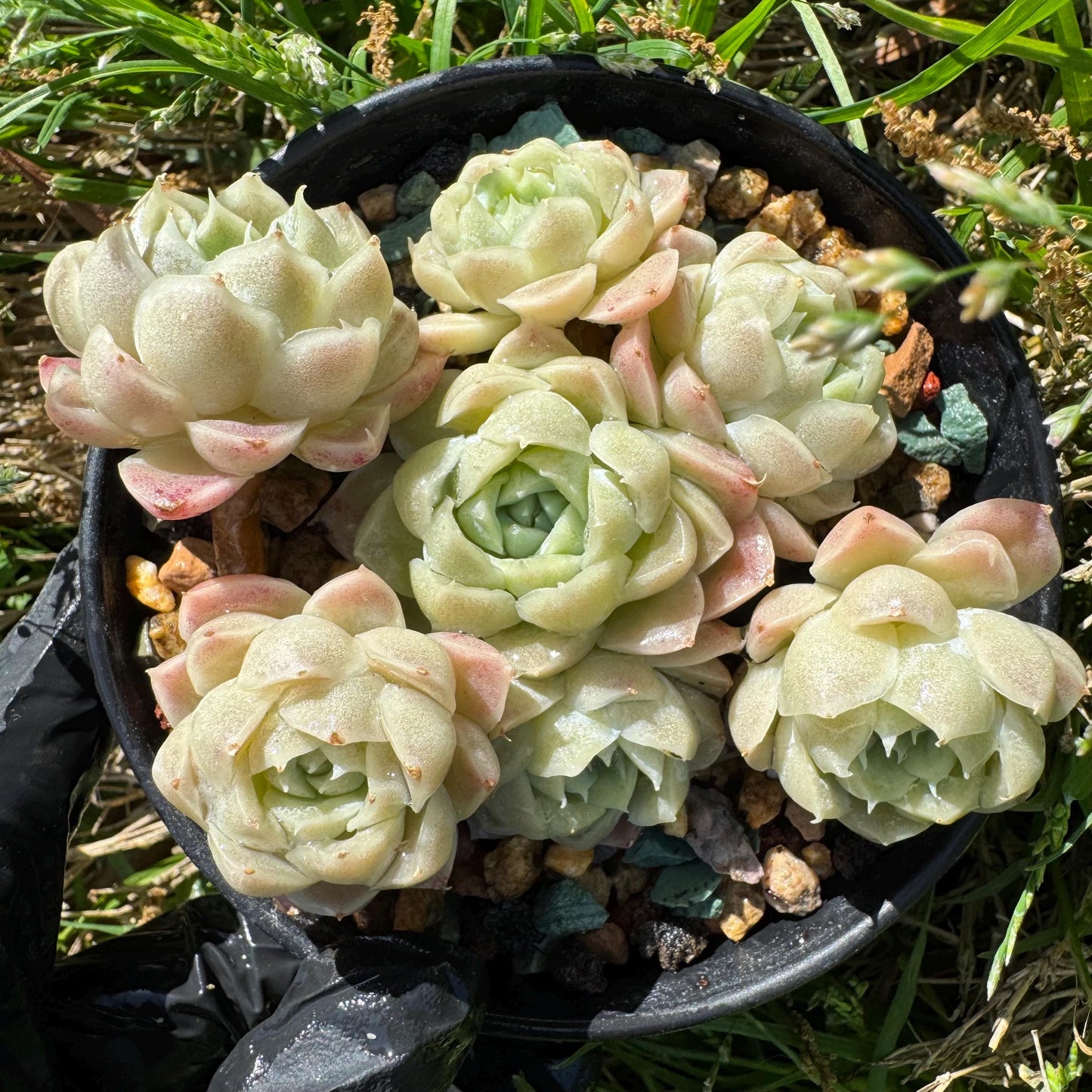 Rare succulents, Echeveria 'Rose Moon', 3.1 inches