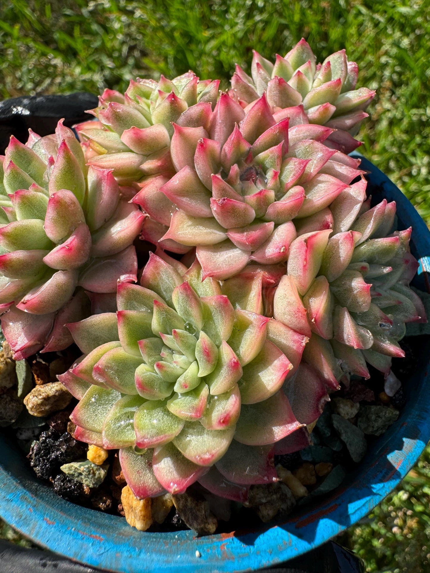 Rare succulents, Echeveria 'Mebina variegated' cluster, 2.4inches