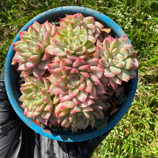 Rare succulents, Echeveria 'Mebina variegated' cluster, 2.4inches
