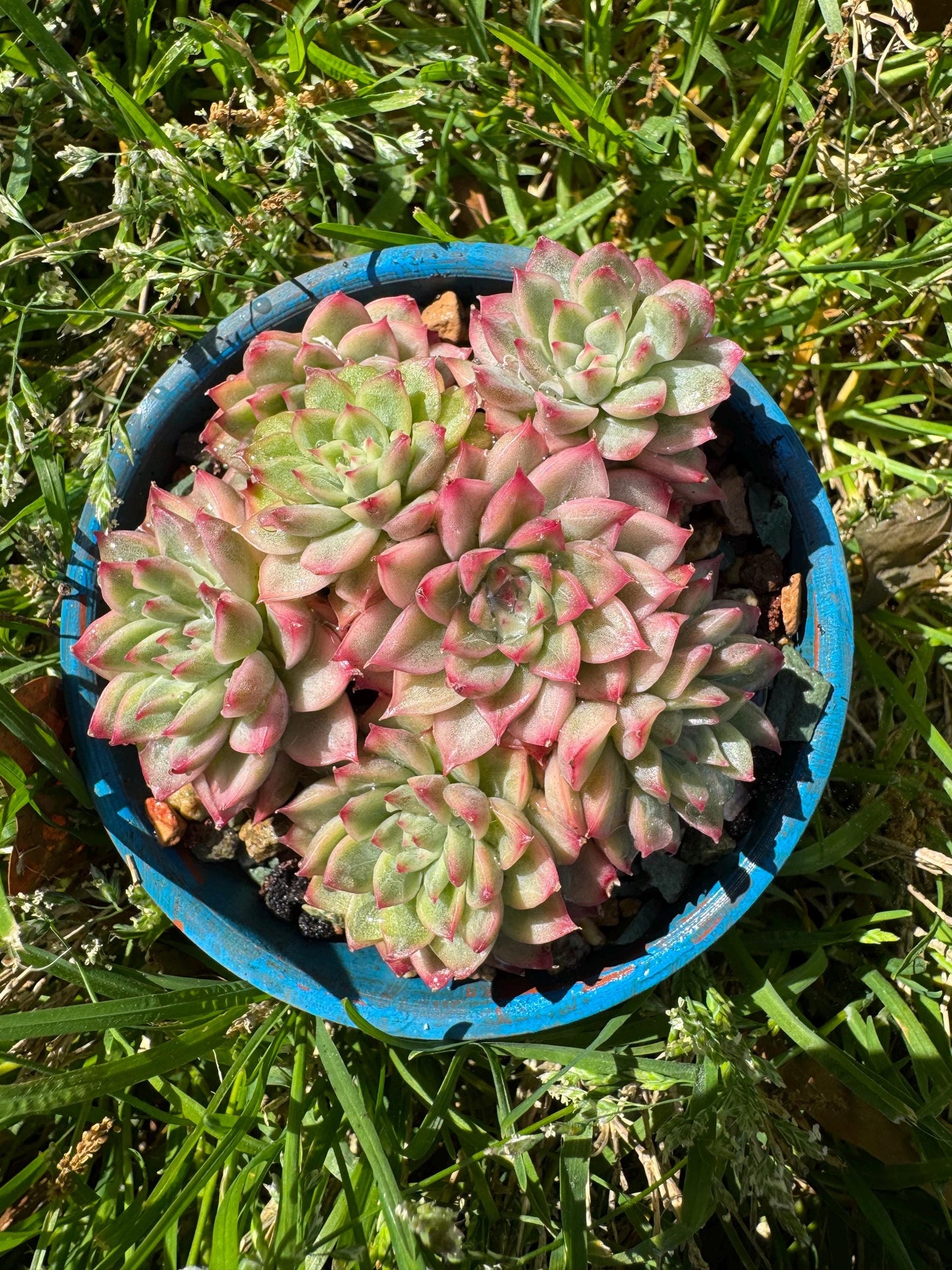 Rare succulents, Echeveria 'Mebina variegated' cluster, 2.4inches