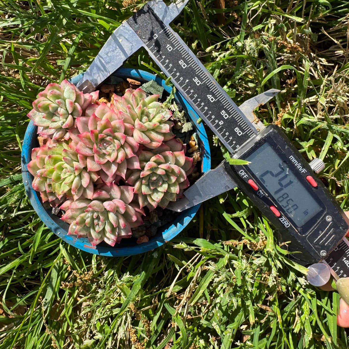 Rare succulents, Echeveria 'Mebina variegated' cluster, 2.4inches