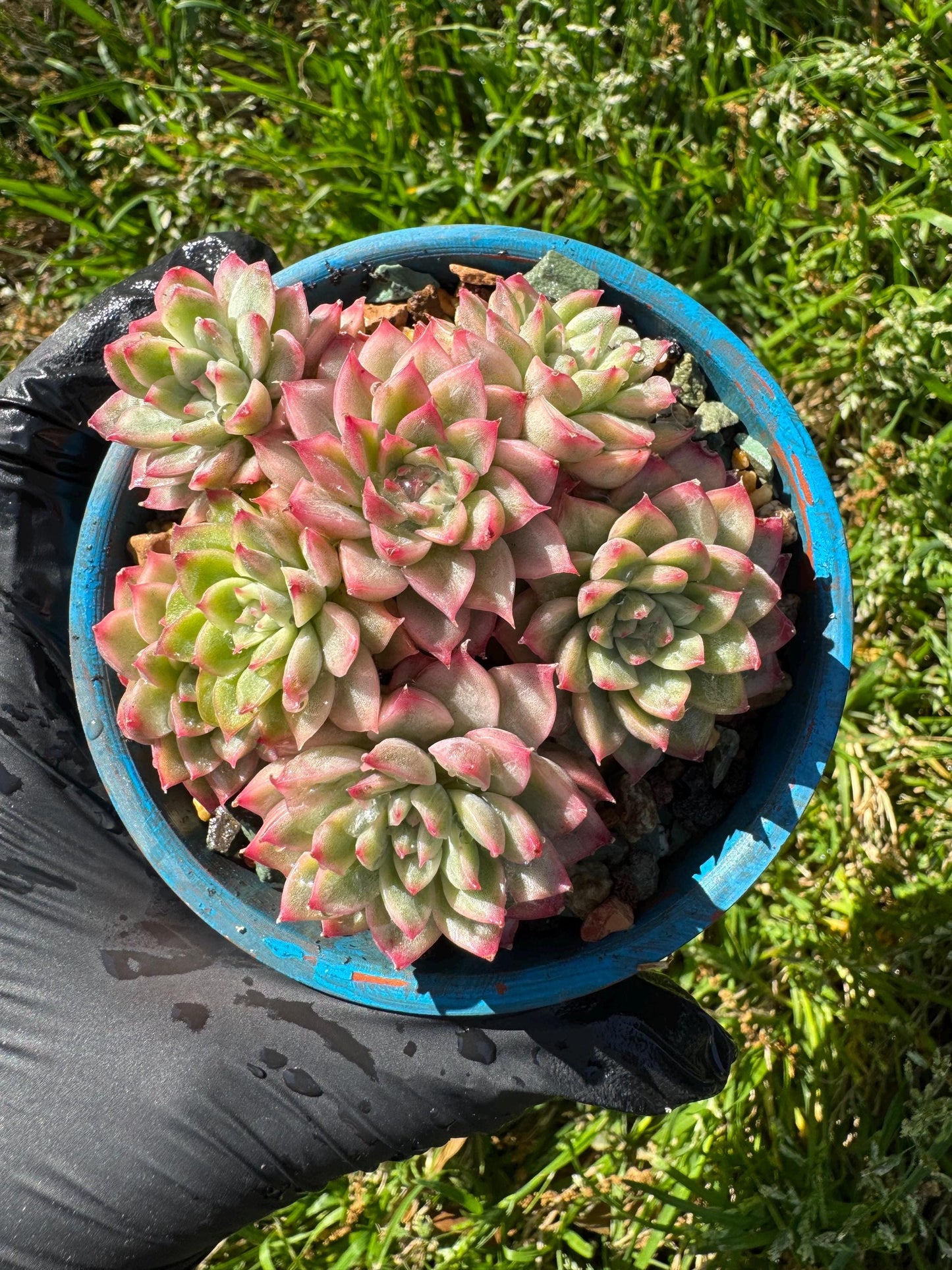 Rare succulents, Echeveria 'Mebina variegated' cluster, 2.4inches