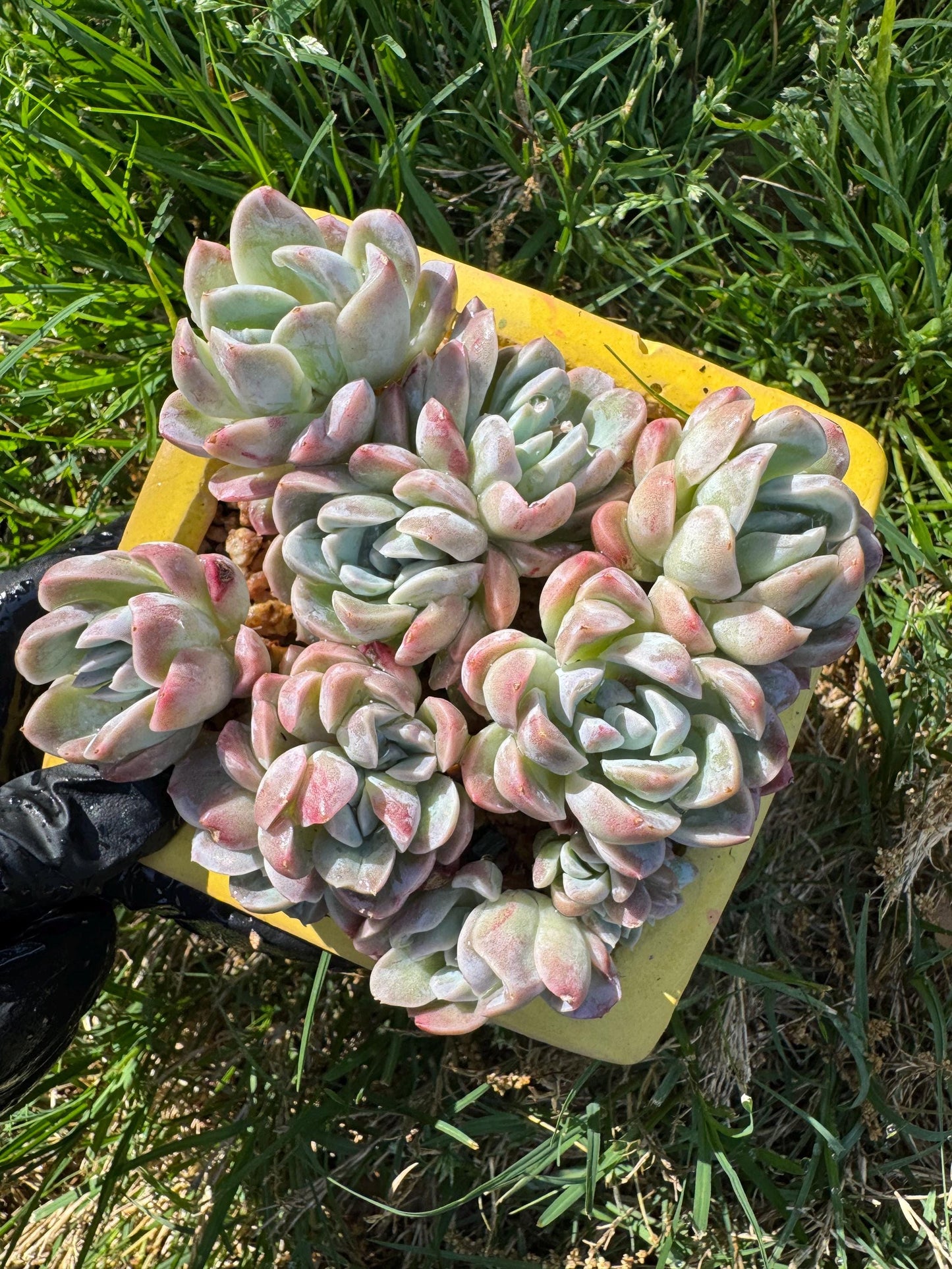 New succulents, Echeveria  'Elegans hybrid' cluster, 3.9inches