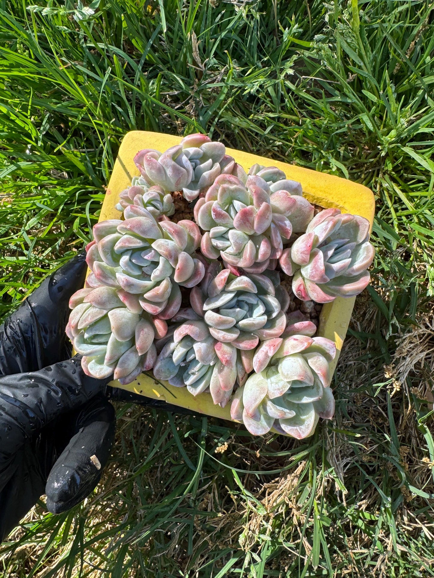 New succulents, Echeveria  'Elegans hybrid' cluster, 3.9inches