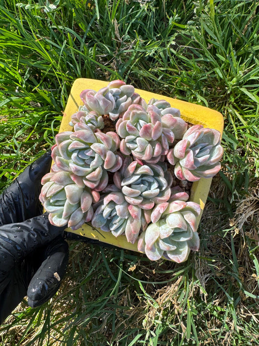 New succulents, Echeveria  'Elegans hybrid' cluster, 3.9inches