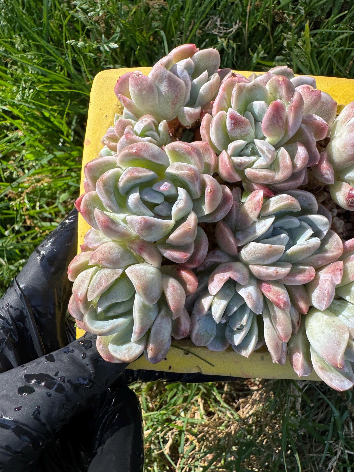 New succulents, Echeveria  'Elegans hybrid' cluster, 3.9inches