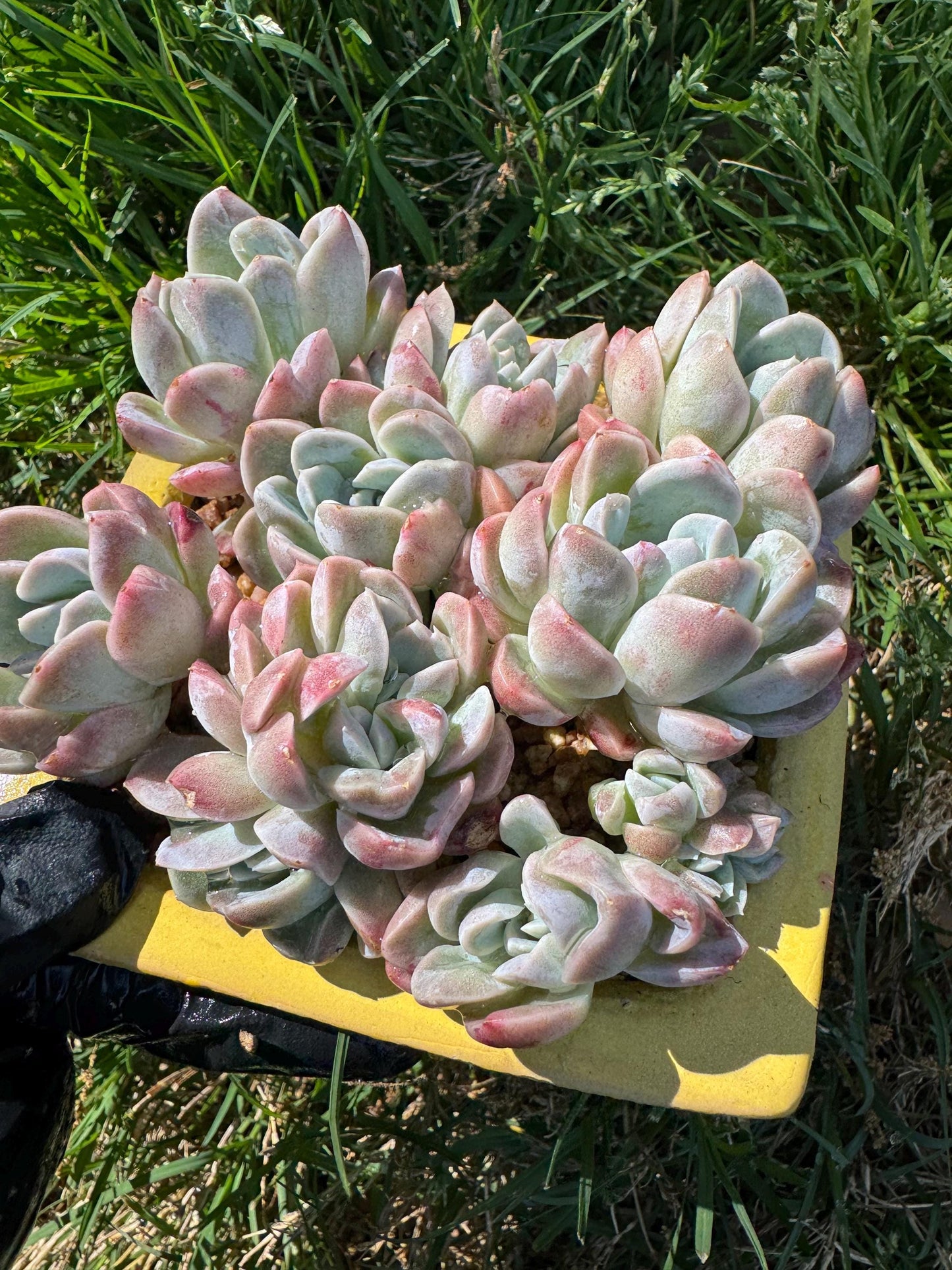 New succulents, Echeveria  'Elegans hybrid' cluster, 3.9inches