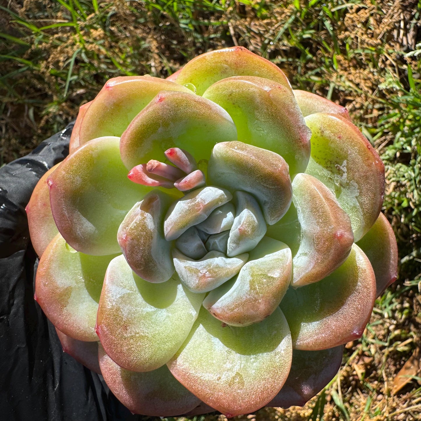 Rare succulents plants, Echeveria  Korean  cream ' Ice Green', 3.2inches