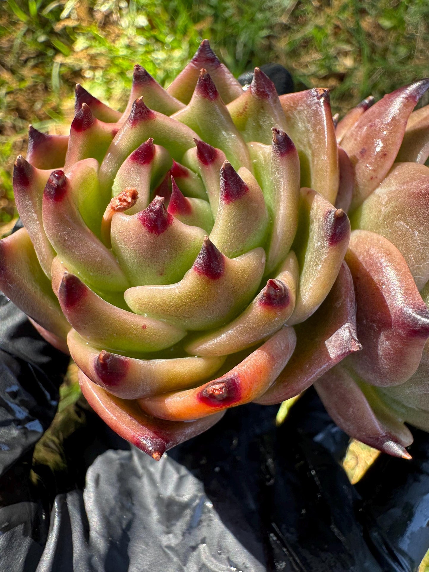Echeveria  'Blue Dragon',  2heads,3.2inches
