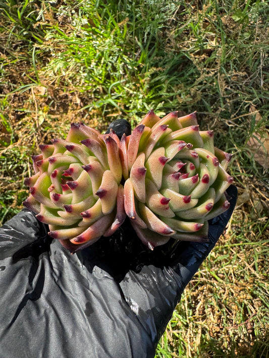 Echeveria  'Blue Dragon',  2heads,3.2inches