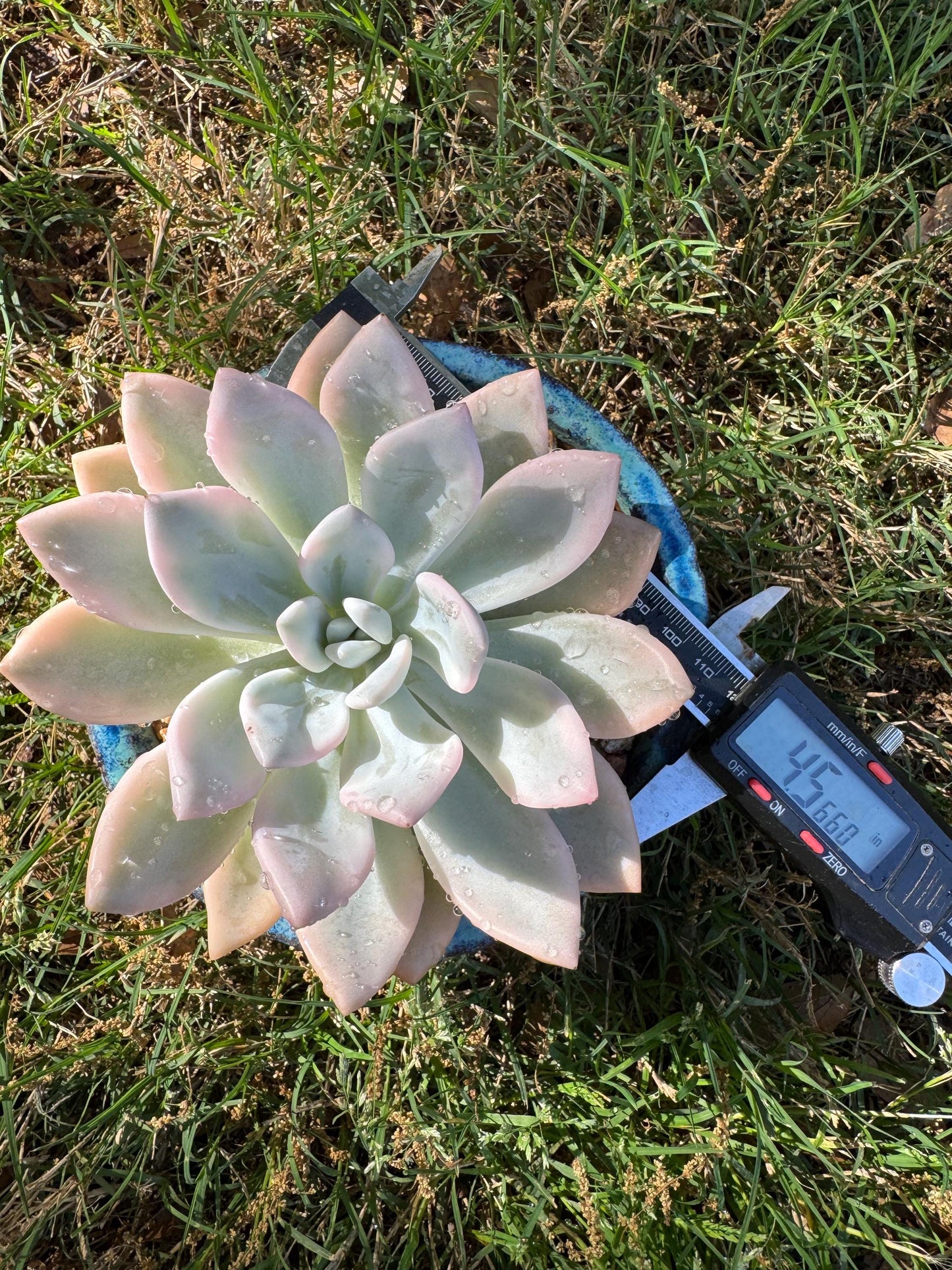 Graptoveria 'Opalina variegated’ variegated, 4.5inches
