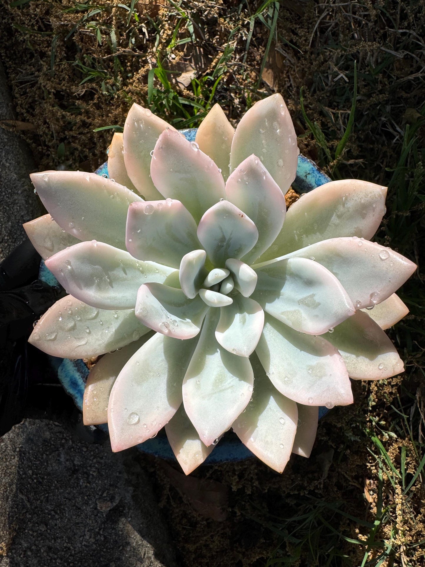 Graptoveria 'Opalina variegated’ variegated, 4.5inches