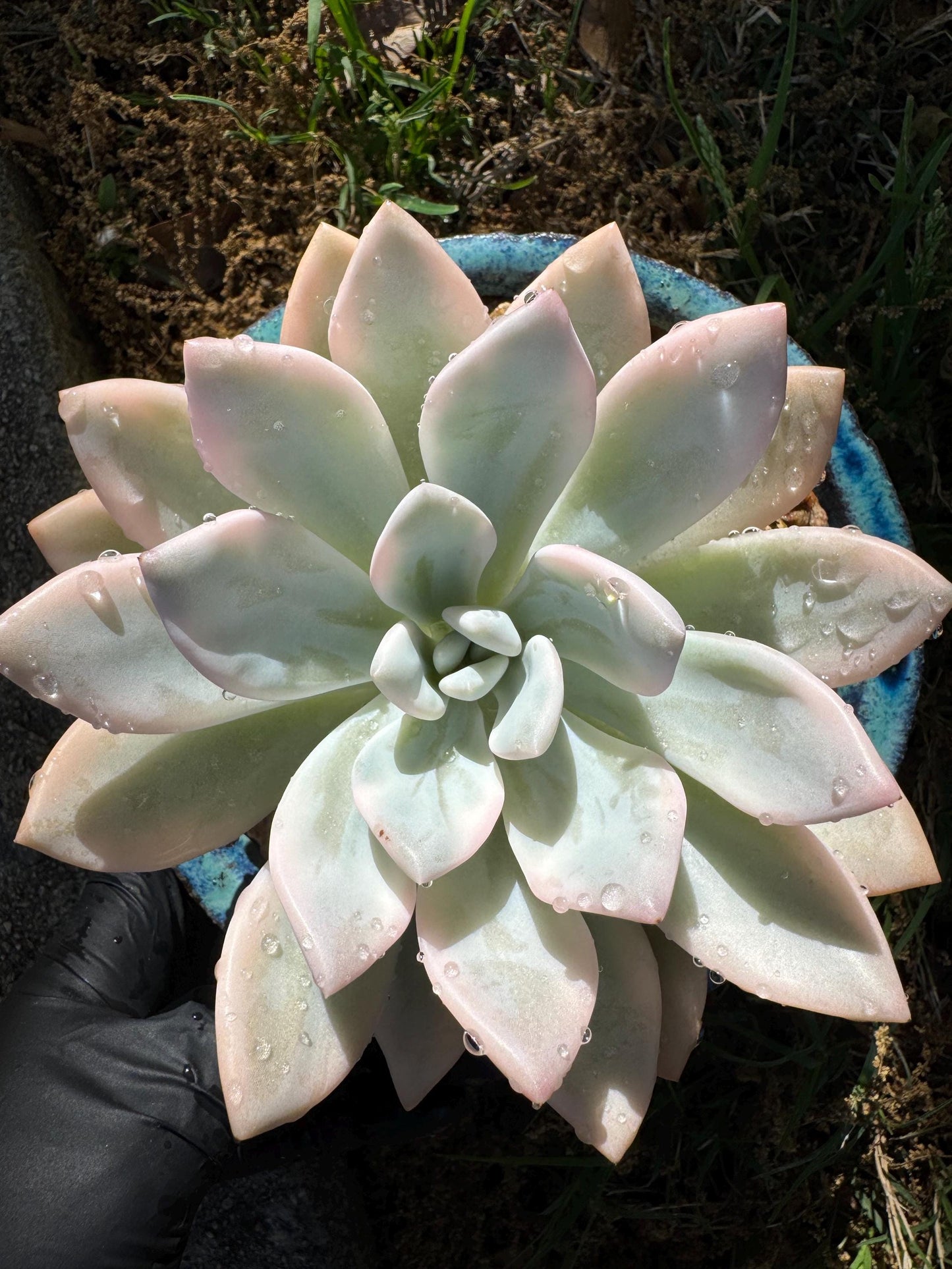 Graptoveria 'Opalina variegated’ variegated, 4.5inches