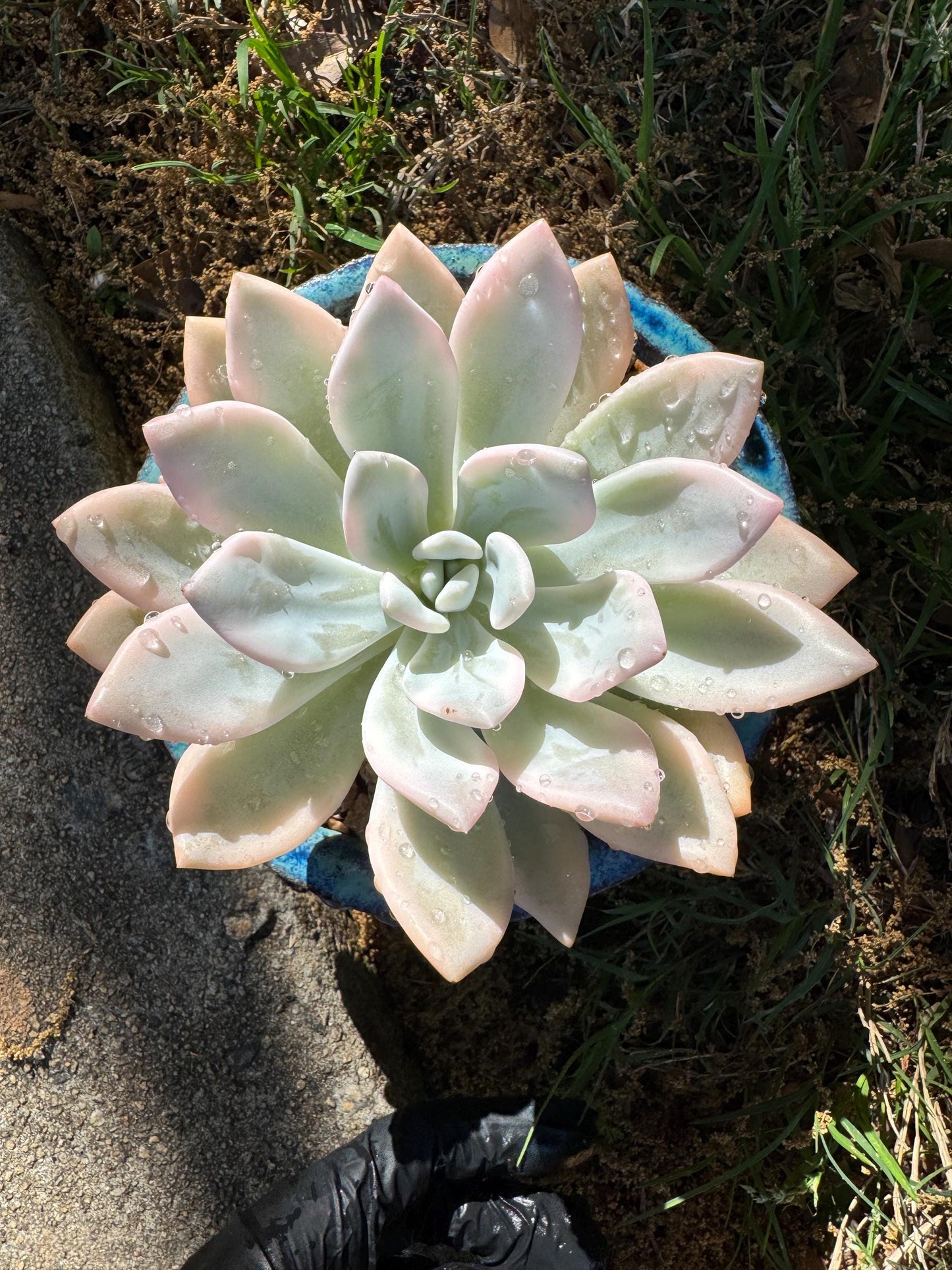 Graptoveria 'Opalina variegated’ variegated, 4.5inches