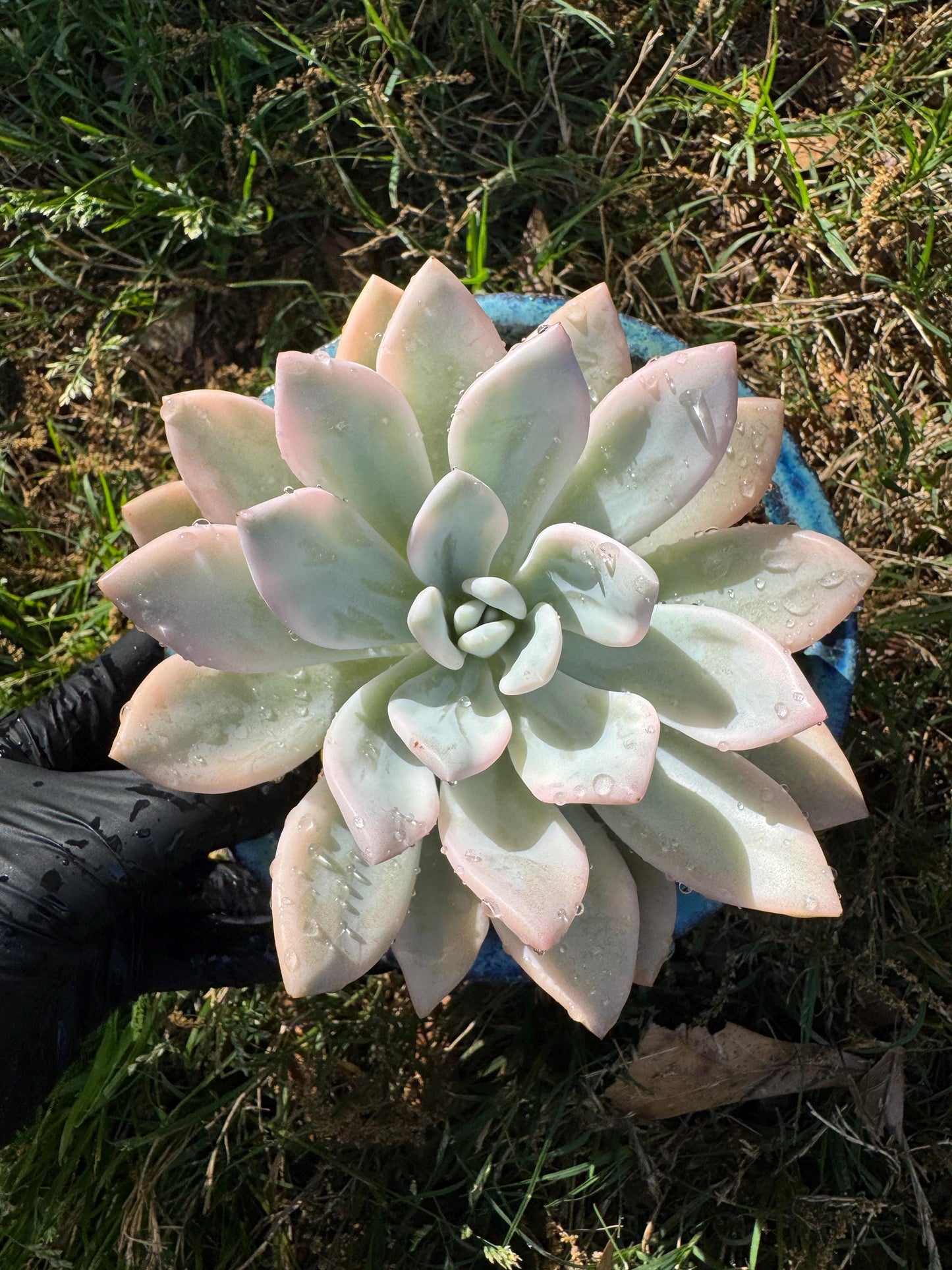 Graptoveria 'Opalina variegated’ variegated, 4.5inches