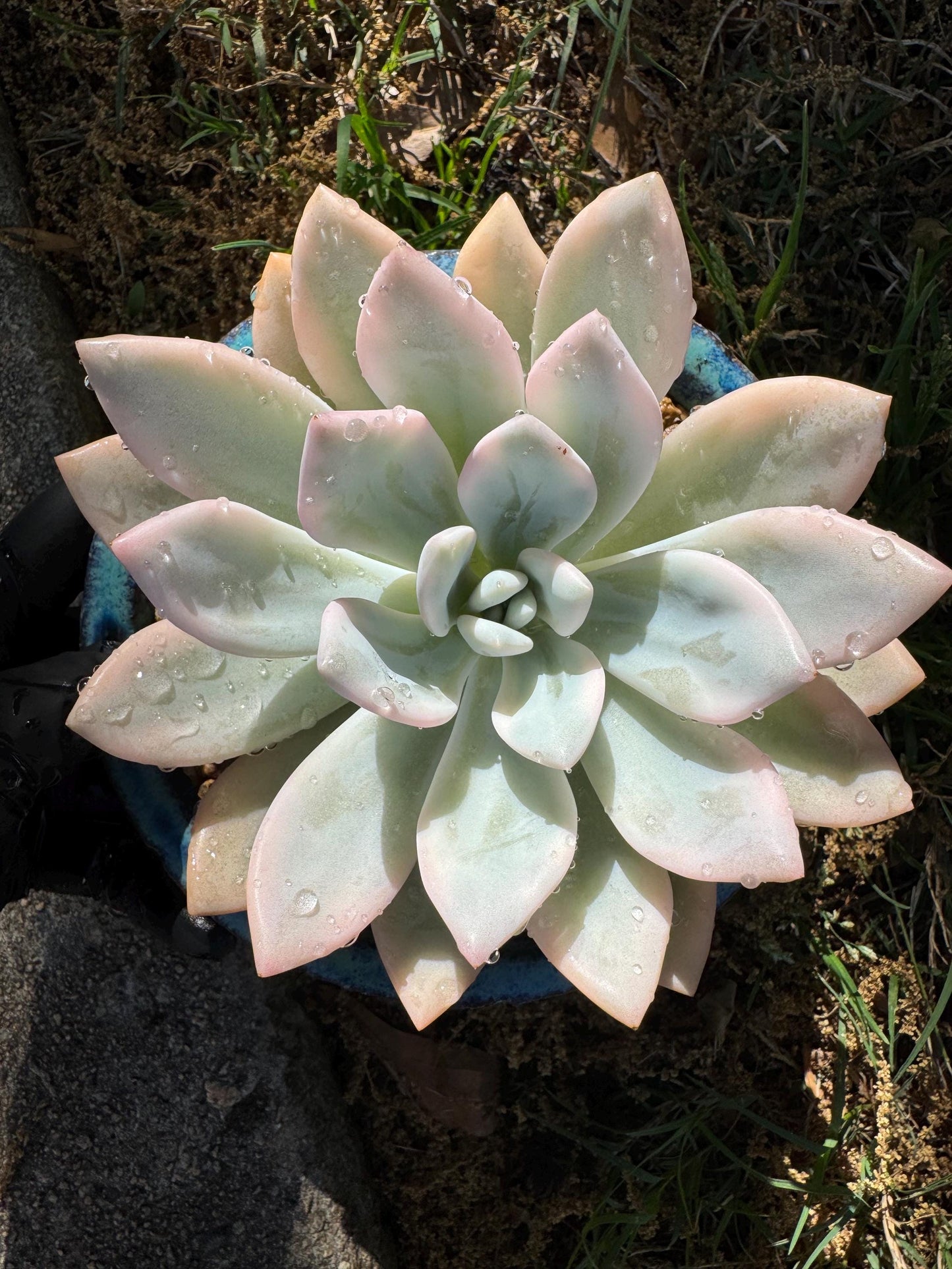Graptoveria 'Opalina variegated’ variegated, 4.5inches