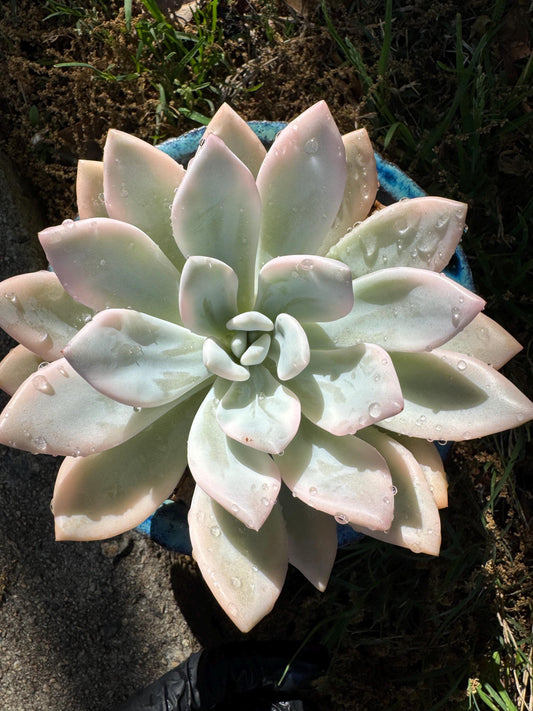 Graptoveria 'Opalina variegated’ variegated, 4.5inches