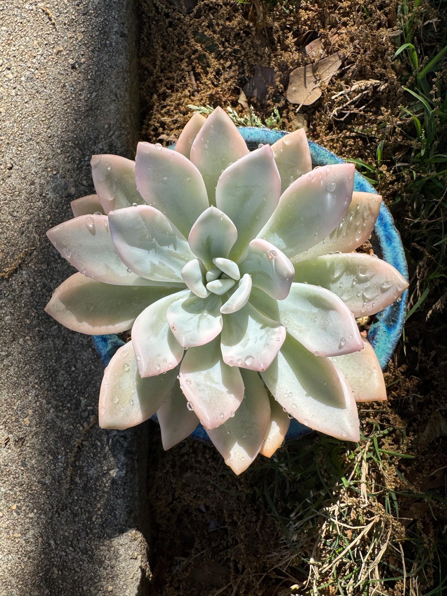 Graptoveria 'Opalina variegated’ variegated, 4.5inches