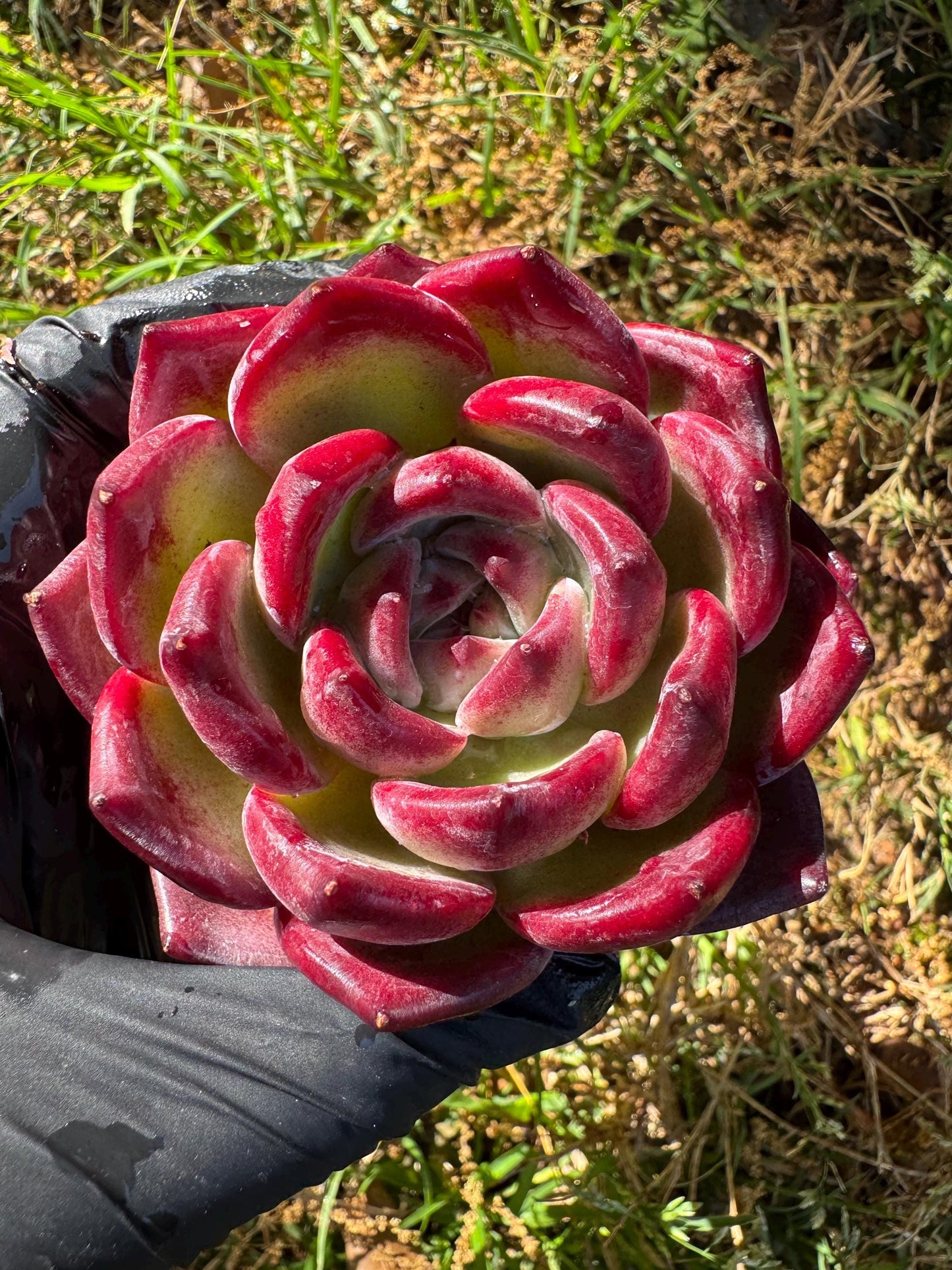 New rare succulents , Echeveri 'love bird’ ,  2.7inches