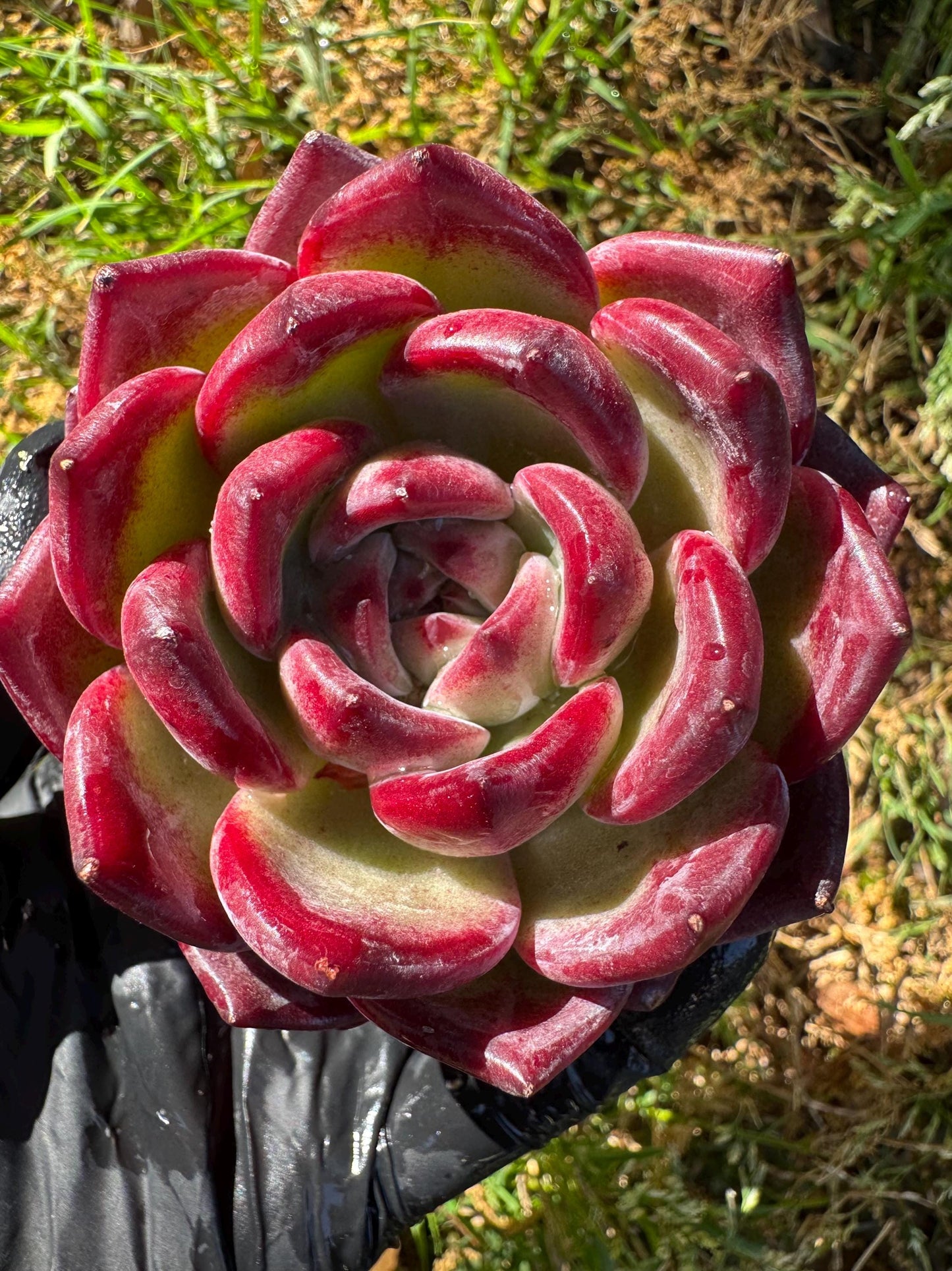 New rare succulents , Echeveri 'love bird’ ,  2.7inches