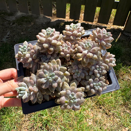 New succulents ,  Pachyveria 'stardew' cluster, 4.7inches