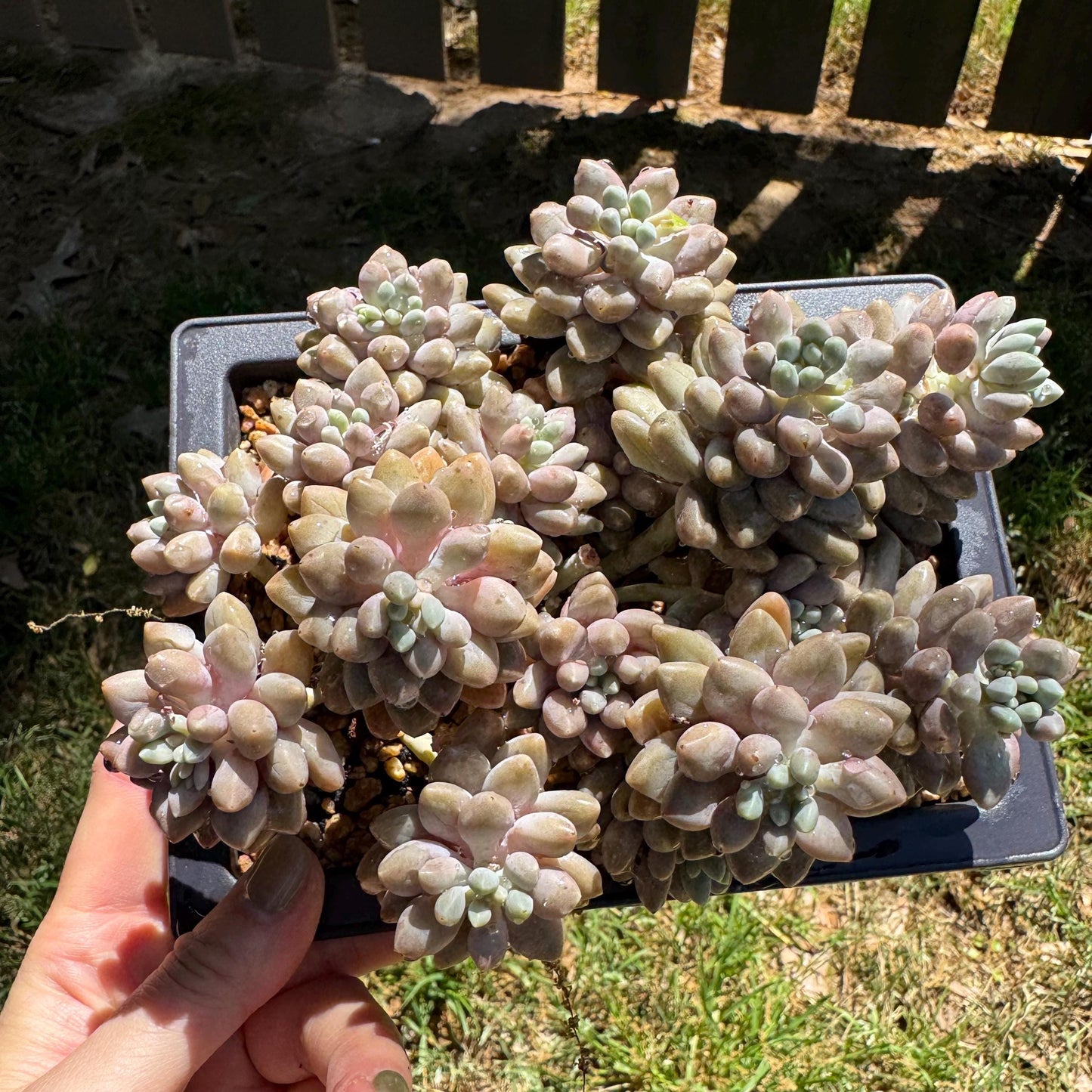 New succulents ,  Pachyveria 'stardew' cluster, 4.7inches