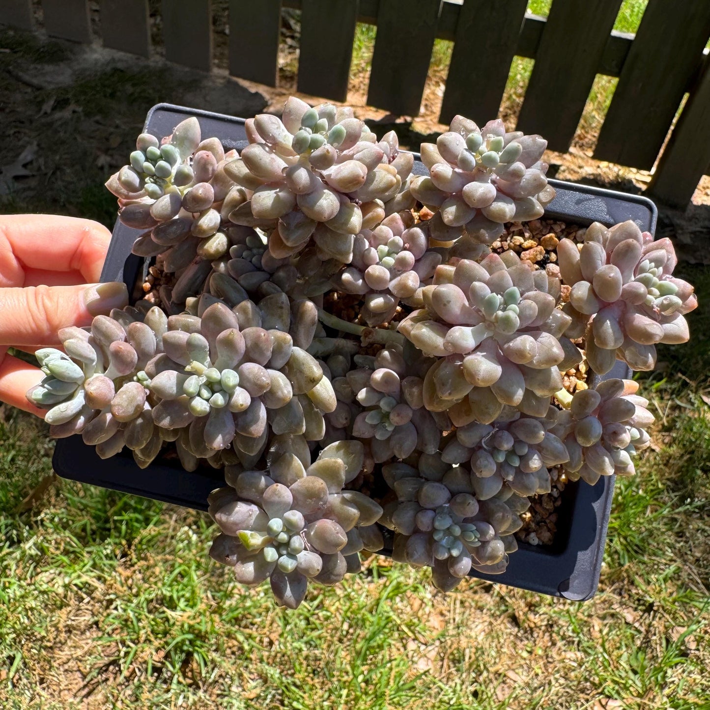 New succulents ,  Pachyveria 'stardew' cluster, 4.7inches
